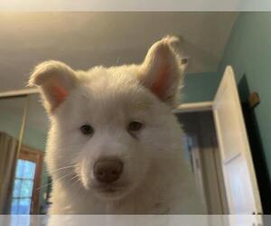 Samoyed-Siberian Husky Mix Litter for sale in ENCINO, CA, USA