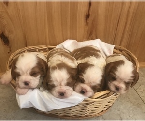 Cavalier King Charles Spaniel Litter for sale in STE GENEVIEVE, MO, USA