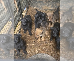 Airedale Terrier-Border Collie Mix Litter for sale in COLTON, OR, USA