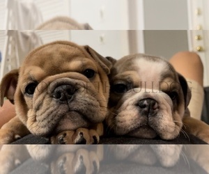 English Bulldog Litter for sale in CLERMONT, FL, USA