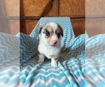 Small Photo #1 Pembroke Welsh Corgi Puppy For Sale in PEMBROKE, KY, USA