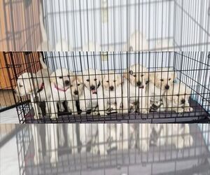 Labrador Retriever Litter for sale in SWEET HOME, OR, USA