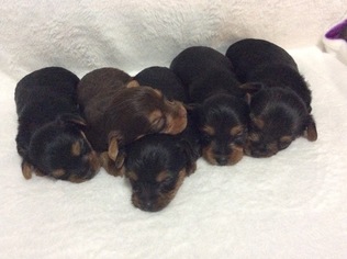 Yorkshire Terrier Litter for sale in BOWLING GREEN, MO, USA