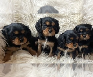 Cavalier King Charles Spaniel Litter for sale in COLVILLE, WA, USA