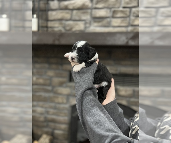 Medium Photo #1 Bernedoodle Puppy For Sale in HENSLEY, AR, USA