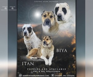 Central Asian Shepherd Dog Litter for sale in Kars, Ontario, Canada