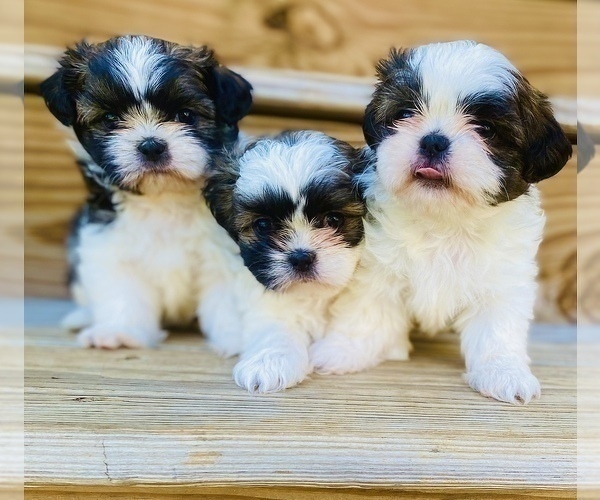 Medium Photo #1 Shih Tzu Puppy For Sale in WHITE PLAINS, MD, USA
