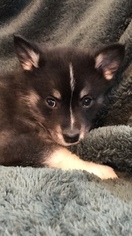 Pomsky Litter for sale in MADISON, WI, USA