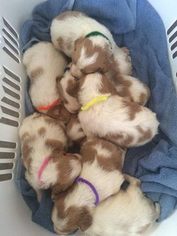 Brittany Litter for sale in ARMUCHEE, GA, USA