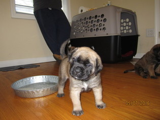 Mastiff Litter for sale in COOKEVILLE, TN, USA