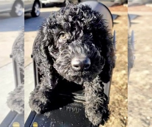 Labradoodle-Poodle (Standard) Mix Litter for sale in COLORADO SPRINGS, CO, USA