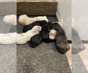 Goldendoodle Litter for sale in LYNCHBURG, OH, USA