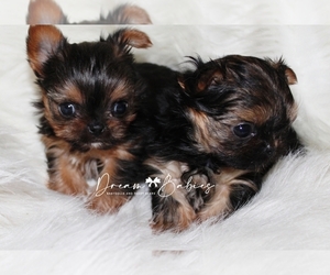 Yorkshire Terrier Litter for sale in PFLUGERVILLE, TX, USA