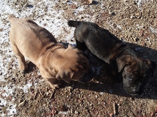 Cane Corso Litter for sale in REDKEY, IN, USA