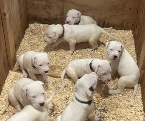 Dogo Argentino Litter for sale in ONTARIO, CA, USA