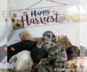 Labradoodle Litter for sale in SAN ANTONIO, TX, USA