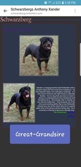 Rottweiler Litter for sale in EXCELLO, MO, USA