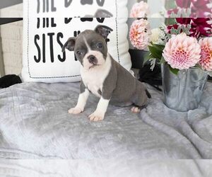 Boston Terrier Litter for sale in HOLMESVILLE, OH, USA