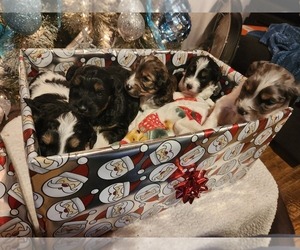 Aussiedoodle Miniature  Litter for sale in NEWTON, NC, USA