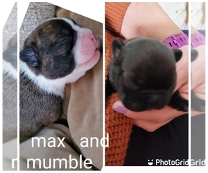 French Bulldog Litter for sale in SPFLD, MA, USA
