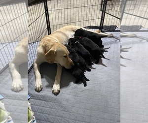 Labrador Retriever Litter for sale in WEST POINT, MS, USA