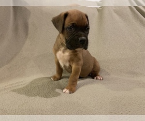 Boxer Litter for sale in DEMOREST, GA, USA