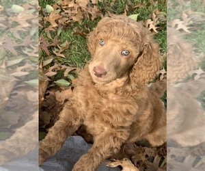 Poodle (Standard) Litter for sale in MILFORD, OH, USA