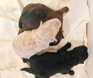 Pom-A-Poo Litter for sale in HENDERSON, NV, USA
