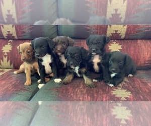Jack-A-Poo Litter for sale in REBERSBURG, PA, USA
