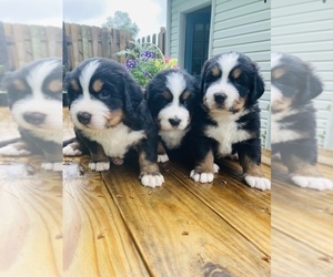 Bernese Mountain Dog Litter for sale in BEDFORD, IN, USA