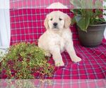 Small Photo #1 Golden Retriever Puppy For Sale in MILLERSBURG, OH, USA