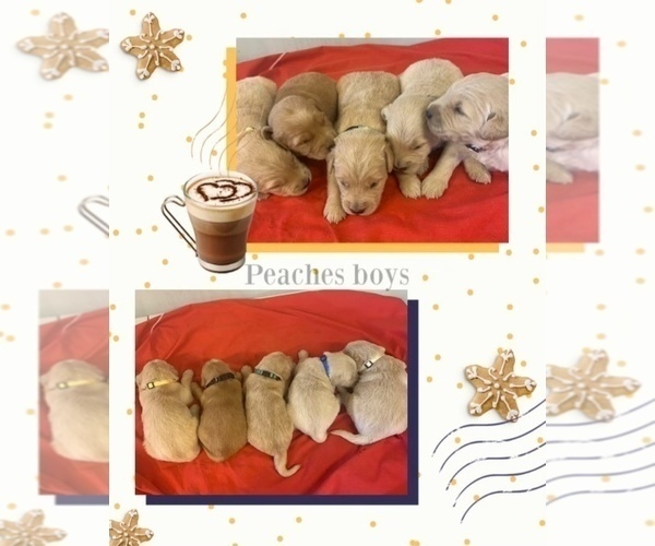 Medium Photo #1 Golden Retriever Puppy For Sale in EHRHARDT, SC, USA