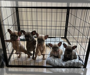 French Bulldog Litter for sale in LAWRENCEVILLE, GA, USA