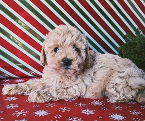 Poodle (Miniature) Litter for sale in CLARE, MI, USA