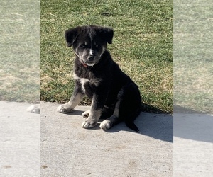 Goldendoodle-Pomsky Mix Litter for sale in SHELLEY, ID, USA