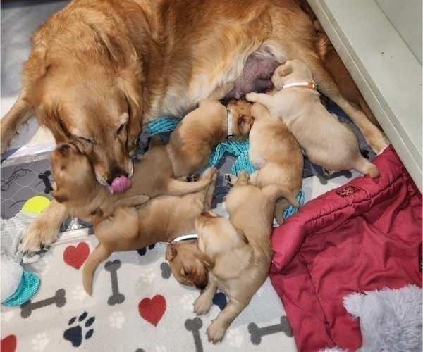 Medium Photo #1 Golden Retriever Puppy For Sale in FRESNO, CA, USA