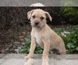 Labradoodle-Puggle Mix Litter for sale in SUGARCREEK, OH, USA