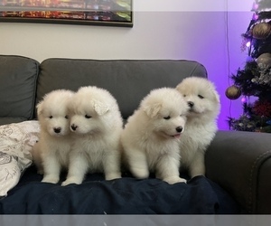 Samoyed Litter for sale in CARSON, CA, USA