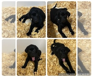 Labrador Retriever Litter for sale in ALAFAYA, FL, USA