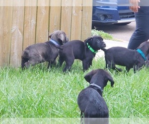 Cane Corso Litter for sale in AKRON, OH, USA