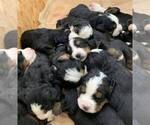 Small Photo #1 Bernese Mountain Dog Puppy For Sale in MACON, GA, USA