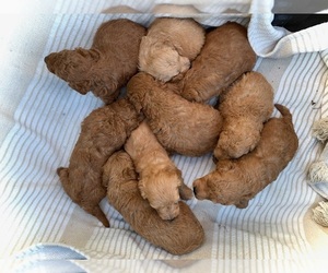 Goldendoodle (Miniature) Litter for sale in BURKESVILLE, KY, USA