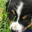 Small Photo #1 Bernese Mountain Dog Puppy For Sale in POPLAR BLUFF, MO, USA