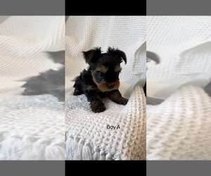 Yorkshire Terrier Litter for sale in TACOMA, WA, USA