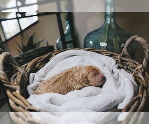 Goldendoodle Litter for sale in CAMINO, CA, USA