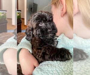 Shih-Poo Litter for sale in STAFFORD SPRINGS, CT, USA
