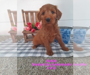 Goldendoodle Litter for sale in SHIPSHEWANA, IN, USA