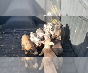 French Bulldog Litter for sale in ANTIOCH, CA, USA