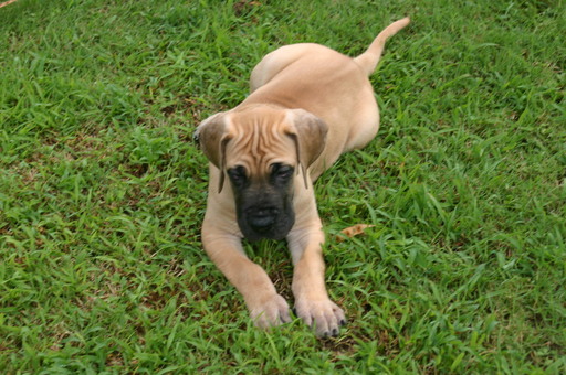 Medium Photo #1 Great Dane Puppy For Sale in SHAWNEE, OK, USA