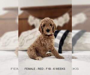 Goldendoodle Litter for sale in TUNNELTON, WV, USA